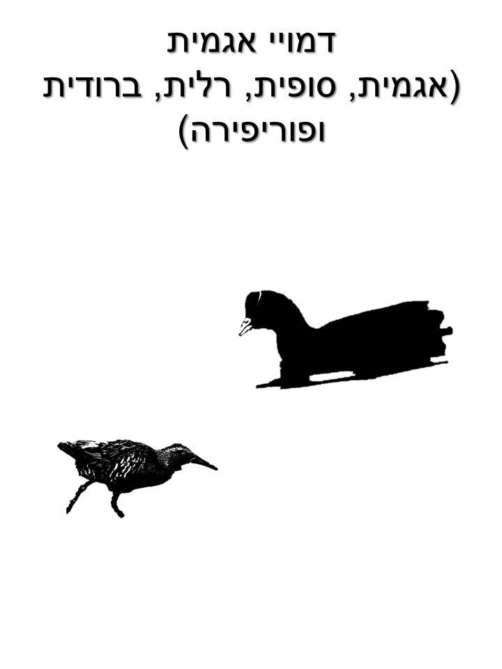 דמויי אגמית