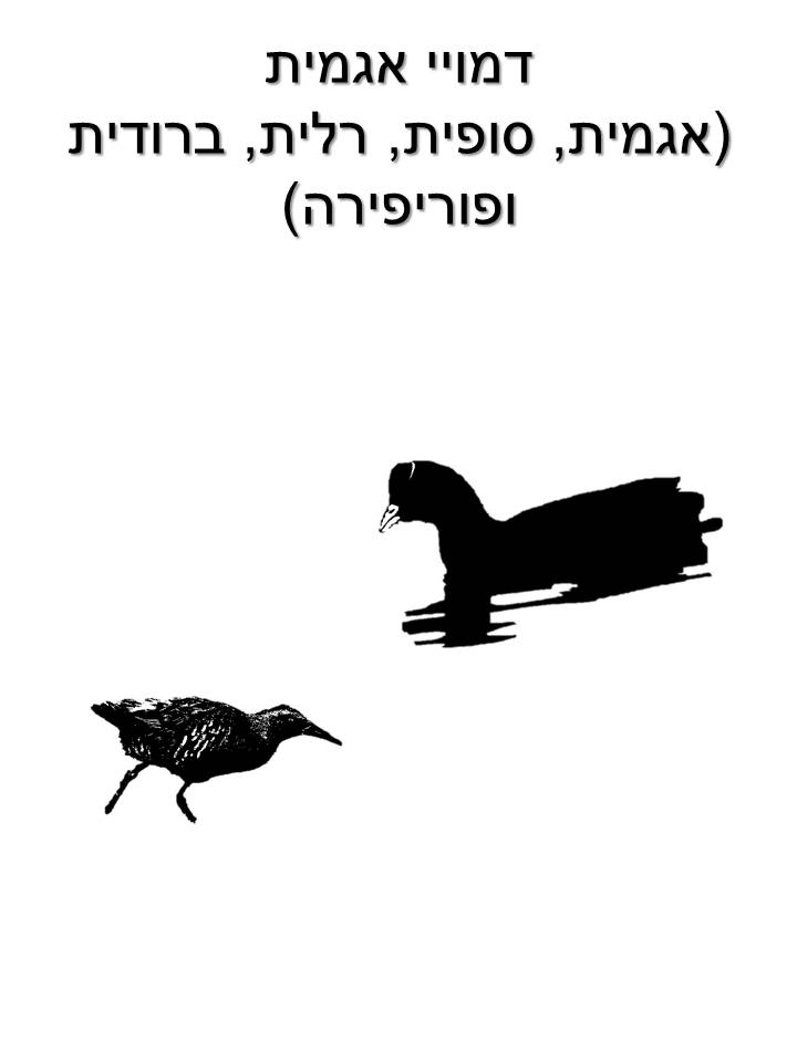 רליתיים