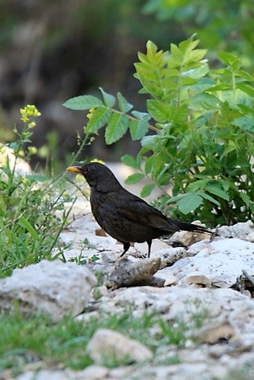 ציפור בינוניות קטנות ביערות ובחורשים 