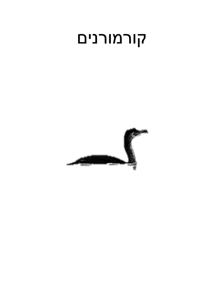 קורמורנים