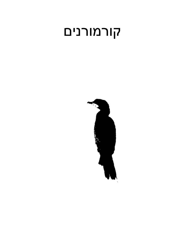 קורמורנים