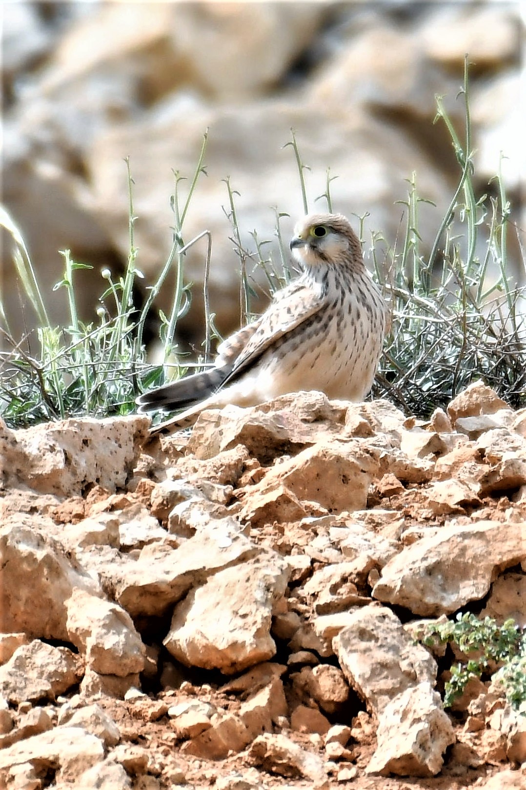בז מצוי