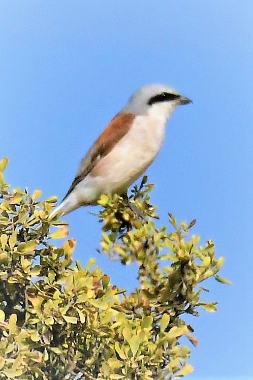 חנקן אדום גב