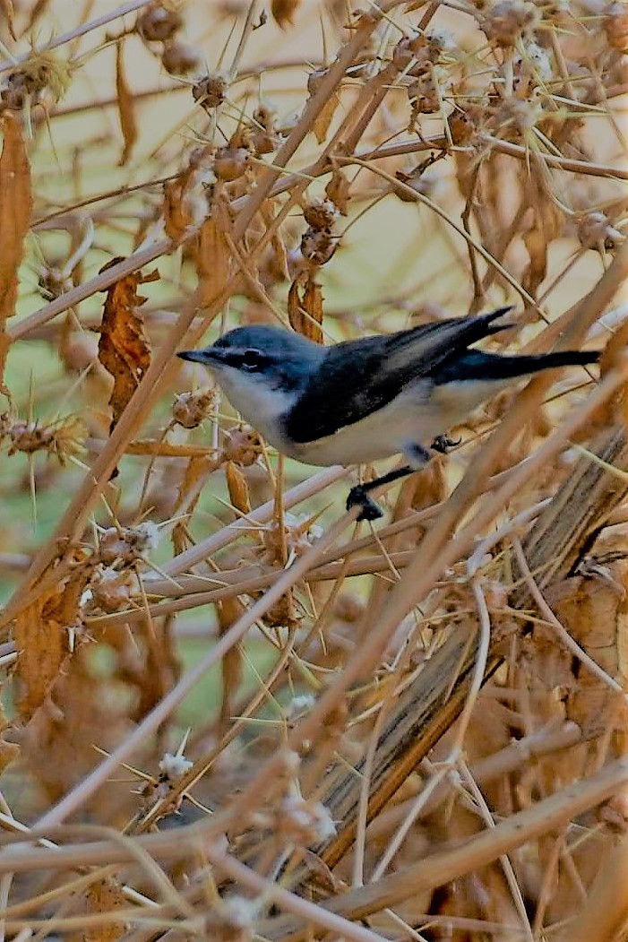 סבכי טוחנים