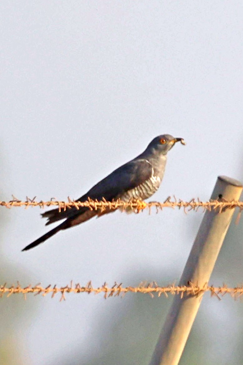 קוקיה אירופית