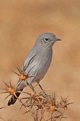 שחור הזנב